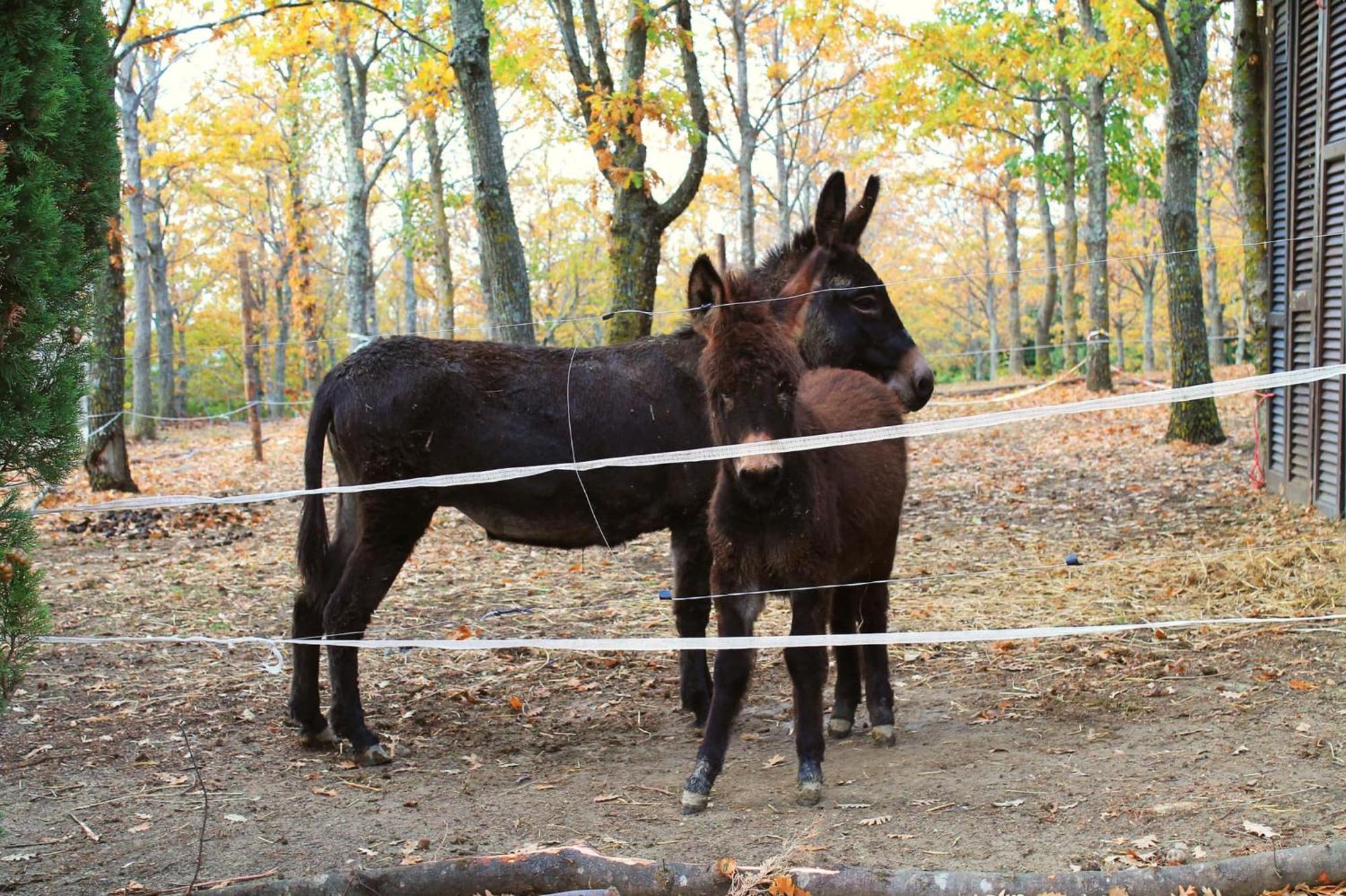 サンタ・ルーチェ Agriturismo Le Vignacceヴィラ エクステリア 写真